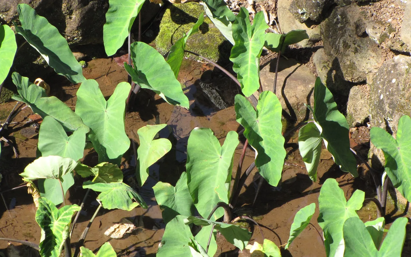 Taro plants growing in shallow water in a walled Hawaiian pondfield