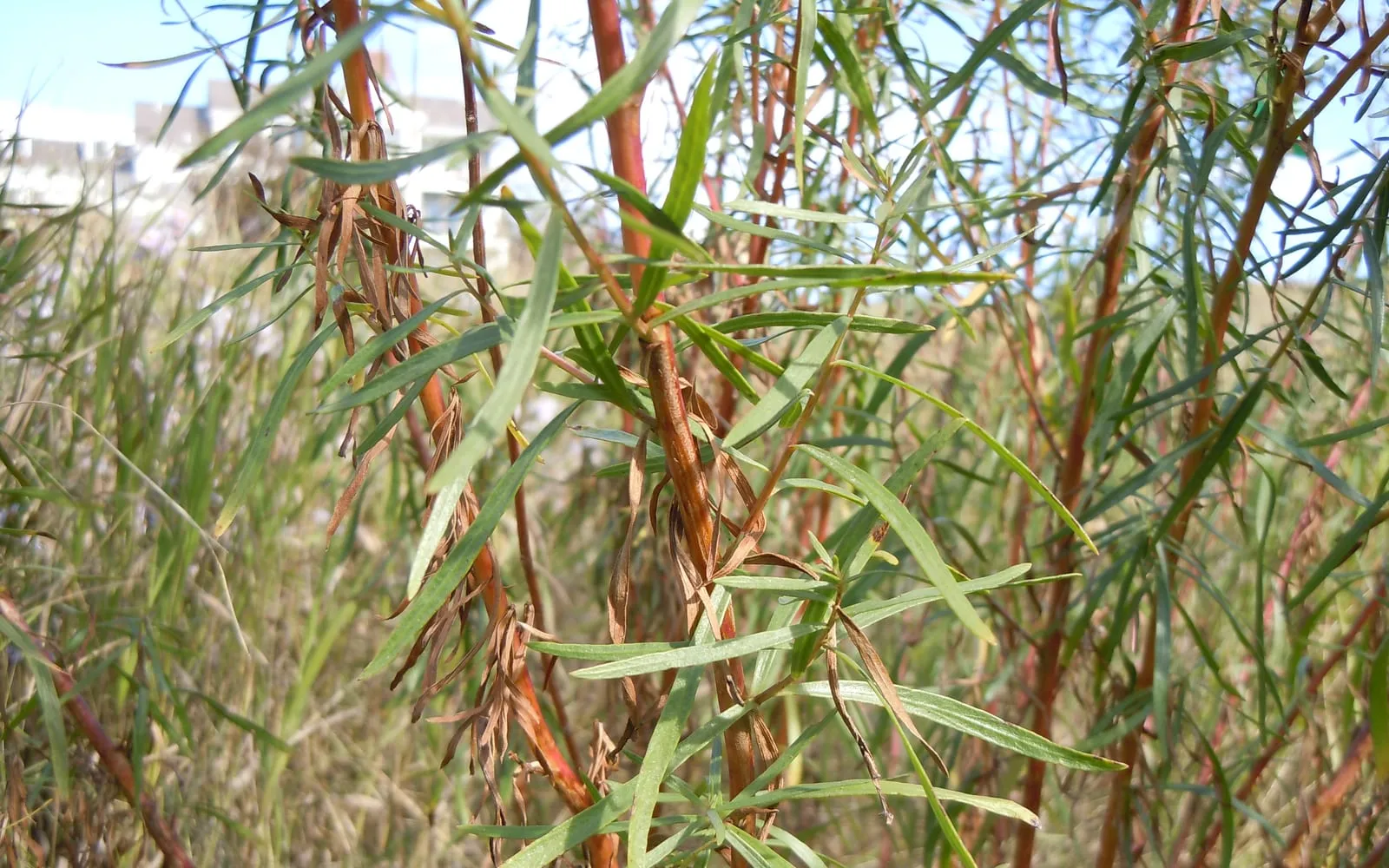 Narrow smooth tarragon leaves held along slender reddish upright stems