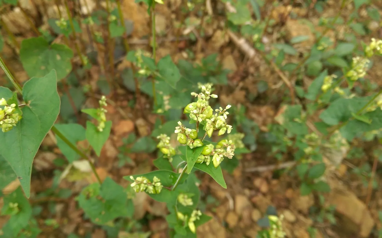A Tartary buckwheat plant with arrow-shaped leaves and small greenish flowers