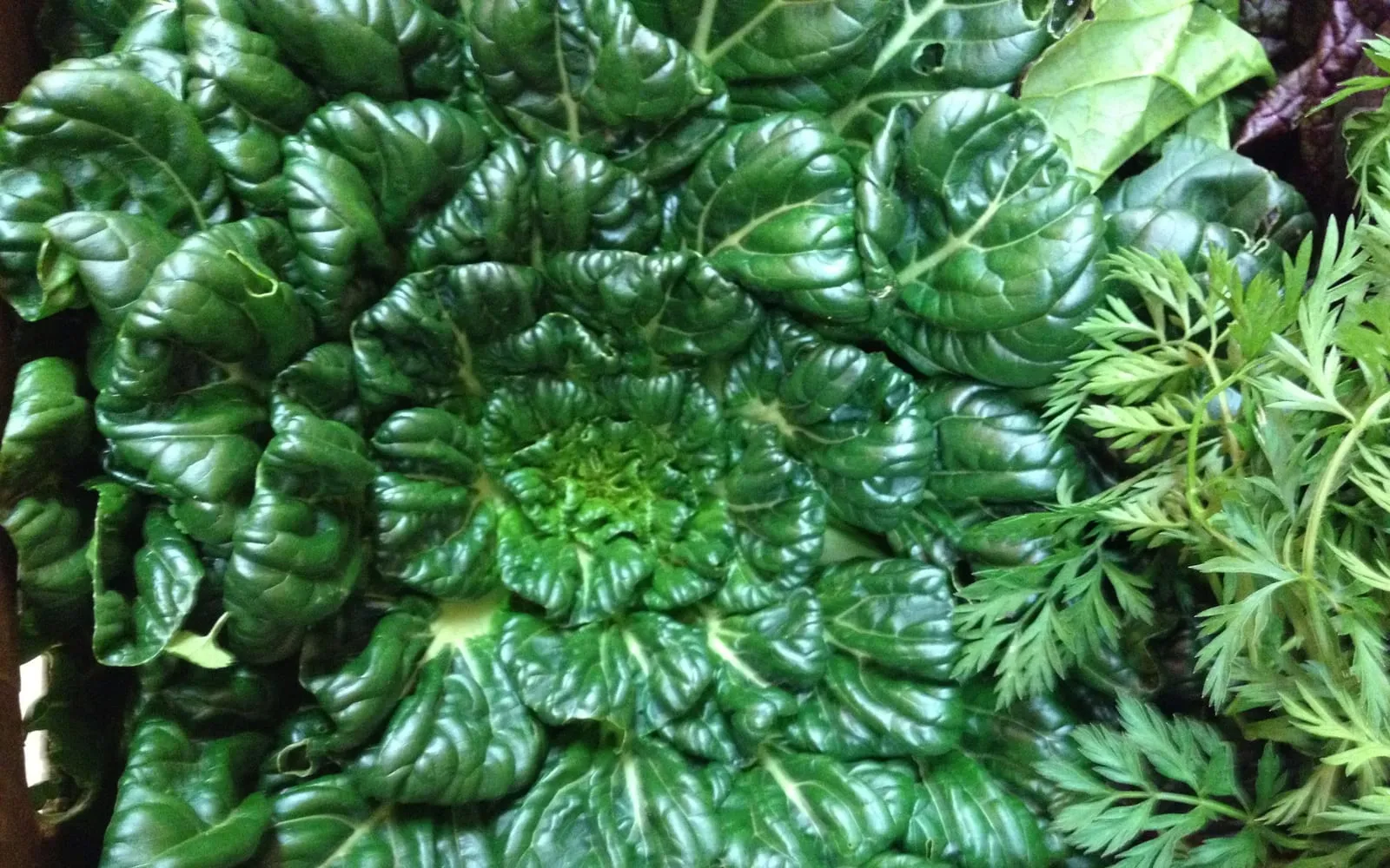 A flat rosette of glossy dark green spoon-shaped tatsoi leaves in a harvest crate
