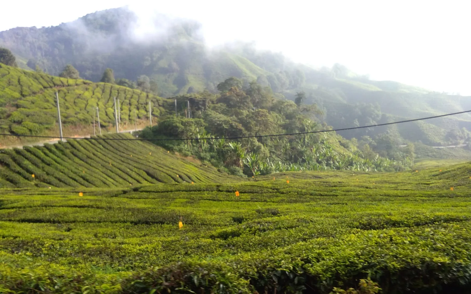 A hillside tea plantation with the bushes clipped into flat picking tables