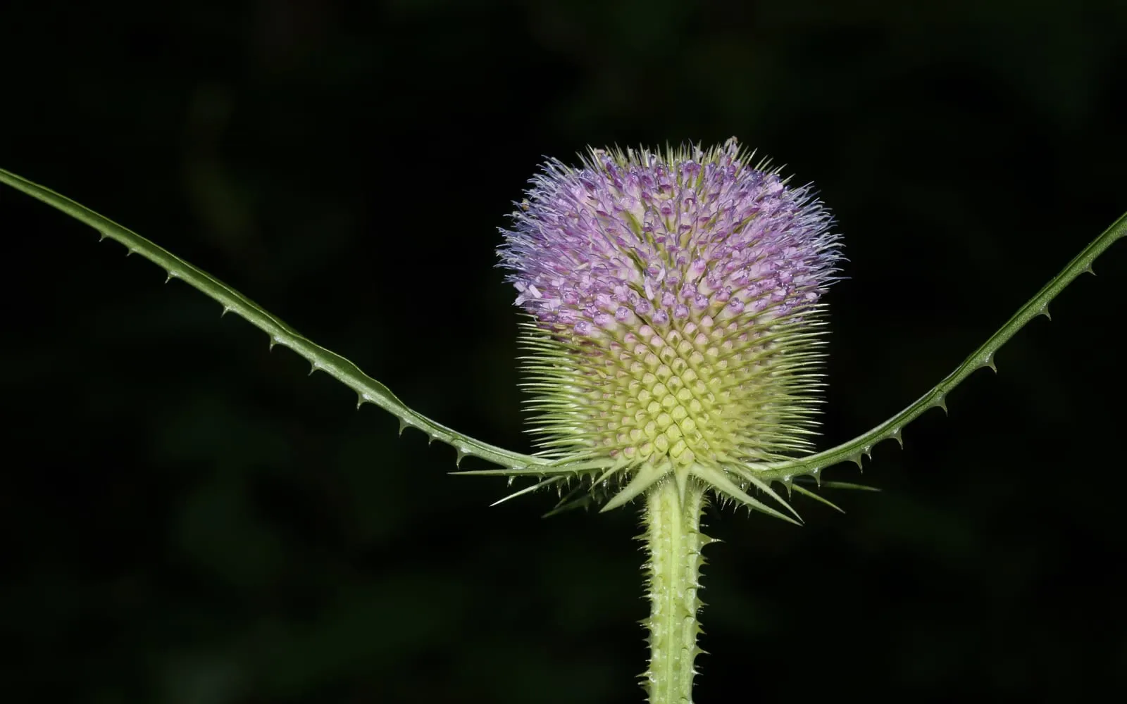 A spiny teasel flower head with a ring of small purple flowers around a bristly cone