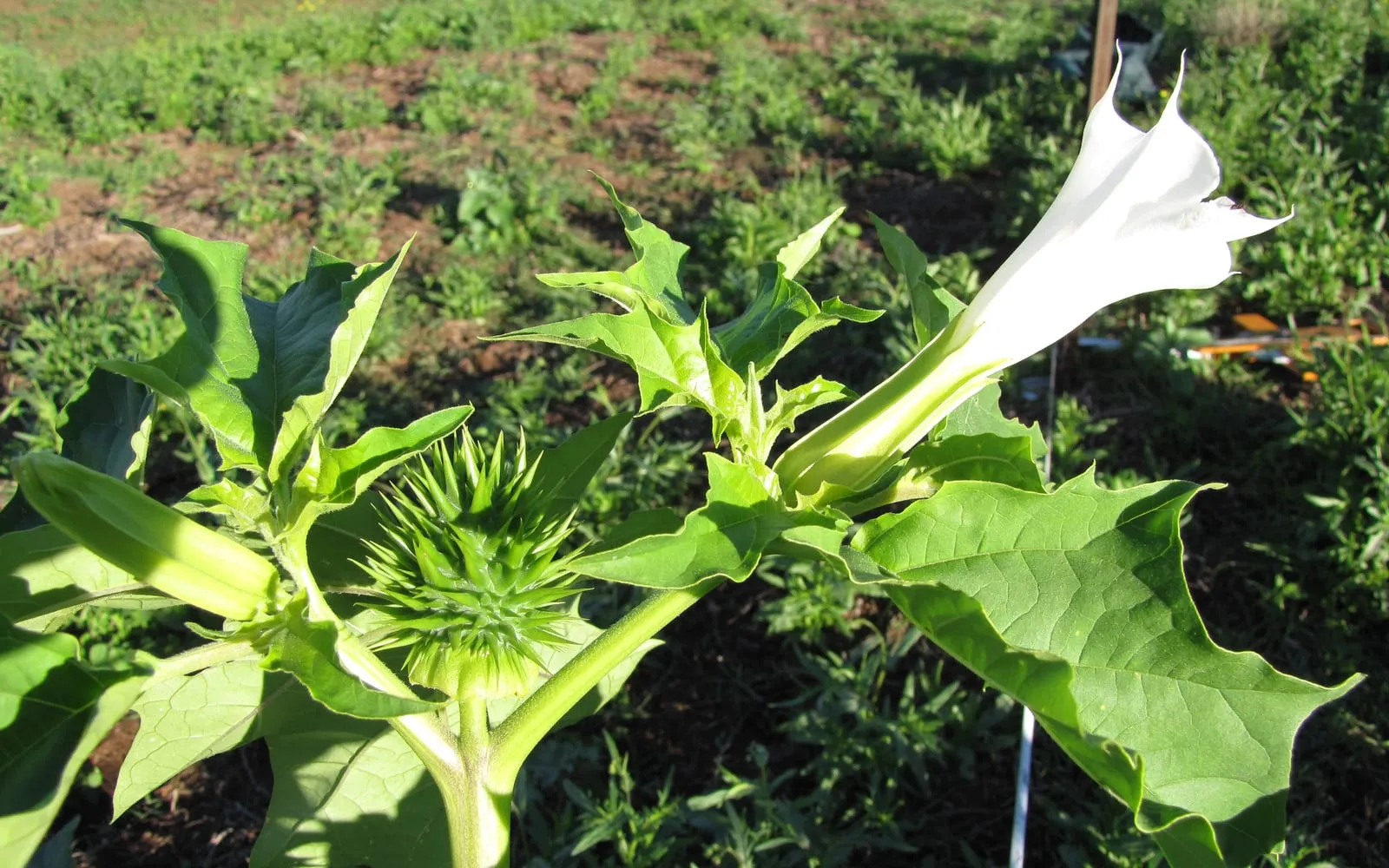 A white thorn apple trumpet flower beside a green spiny seed capsule on the same plant