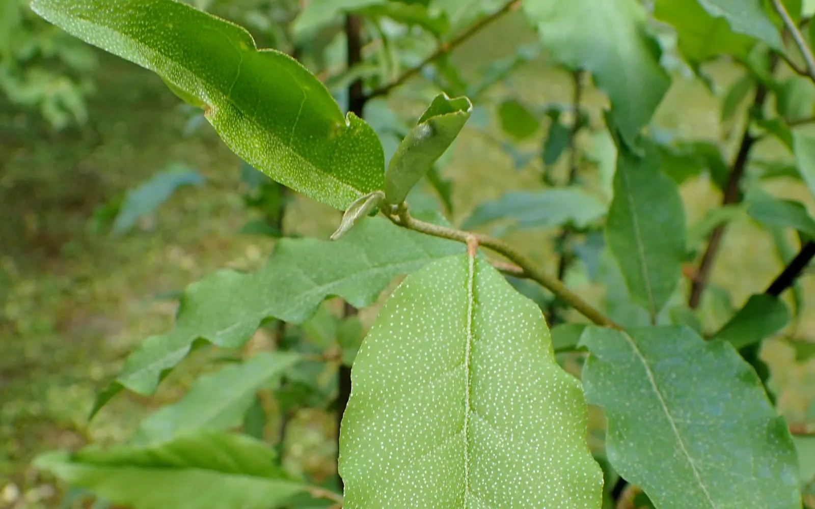 Close-up of wavy-edged thorny olive leaves, their surface dotted with tiny silvery scales that give the foliage its distinctive sheen