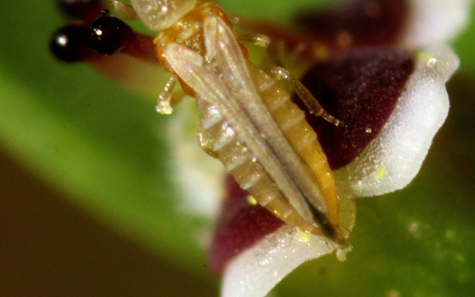 A highly magnified slender pale yellow insect with a segmented abdomen and narrow strap-like wings, on a flower