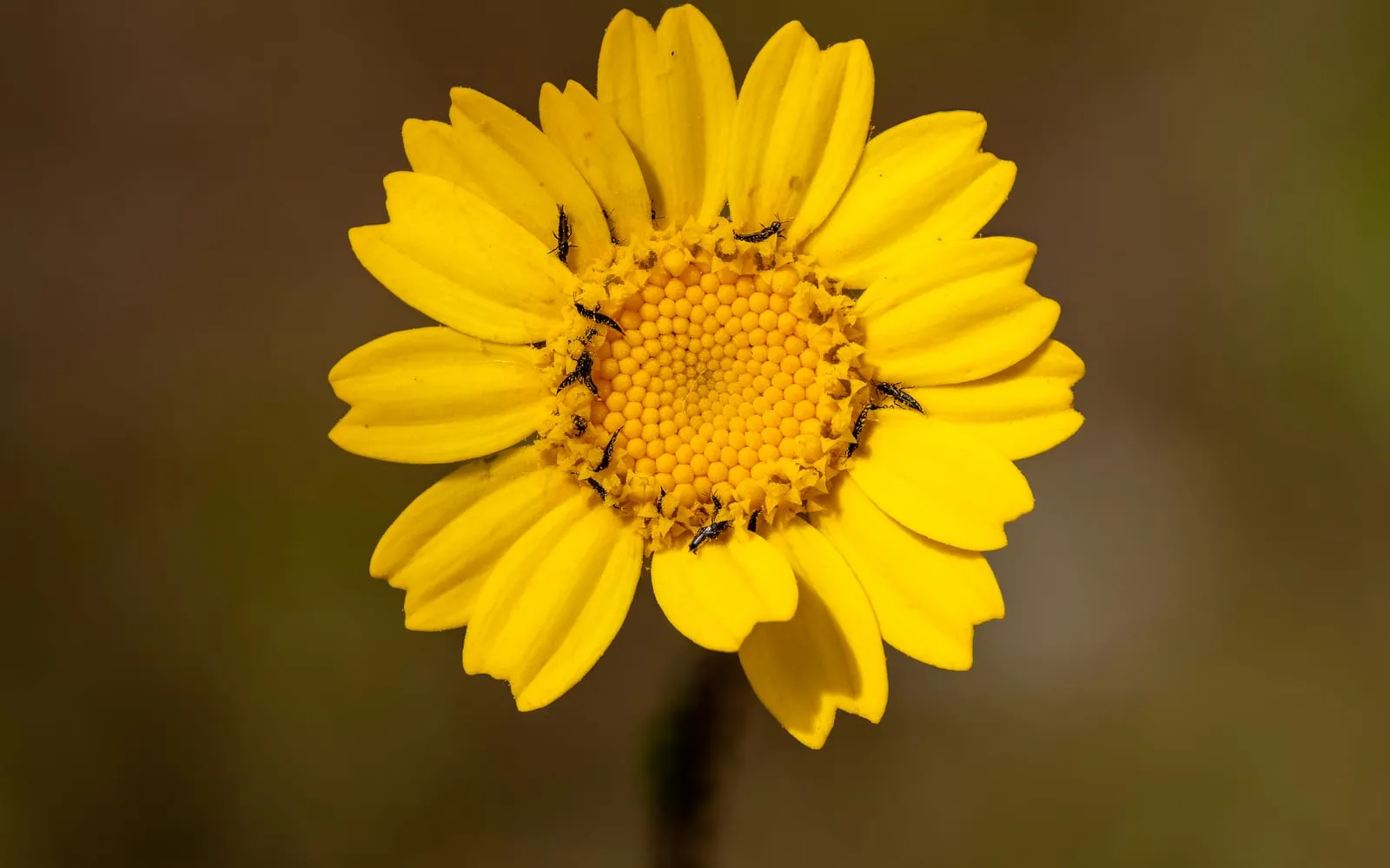 A yellow daisy flower with a dozen small dark elongated insects scattered around the central disc