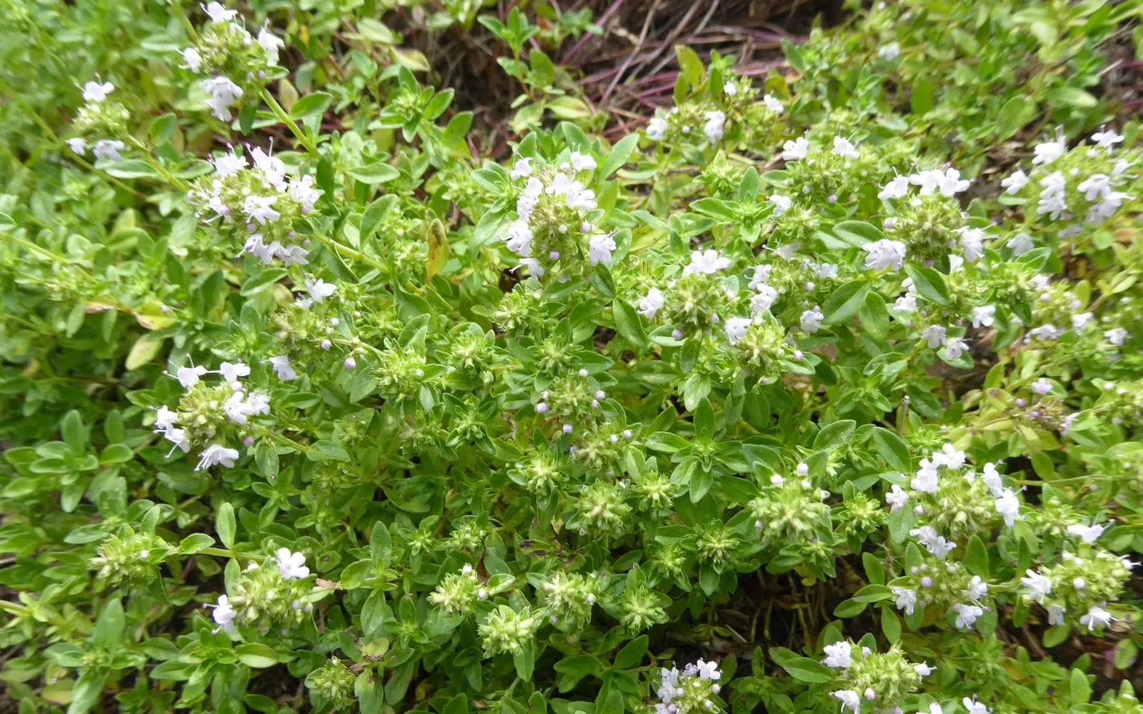 A low mound of common thyme with tiny grey-green aromatic leaves