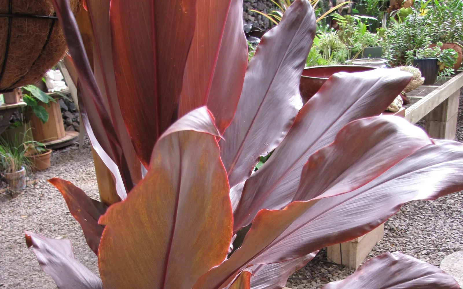 A ti plant with deep red-purple strap leaves arching out from an upright cane
