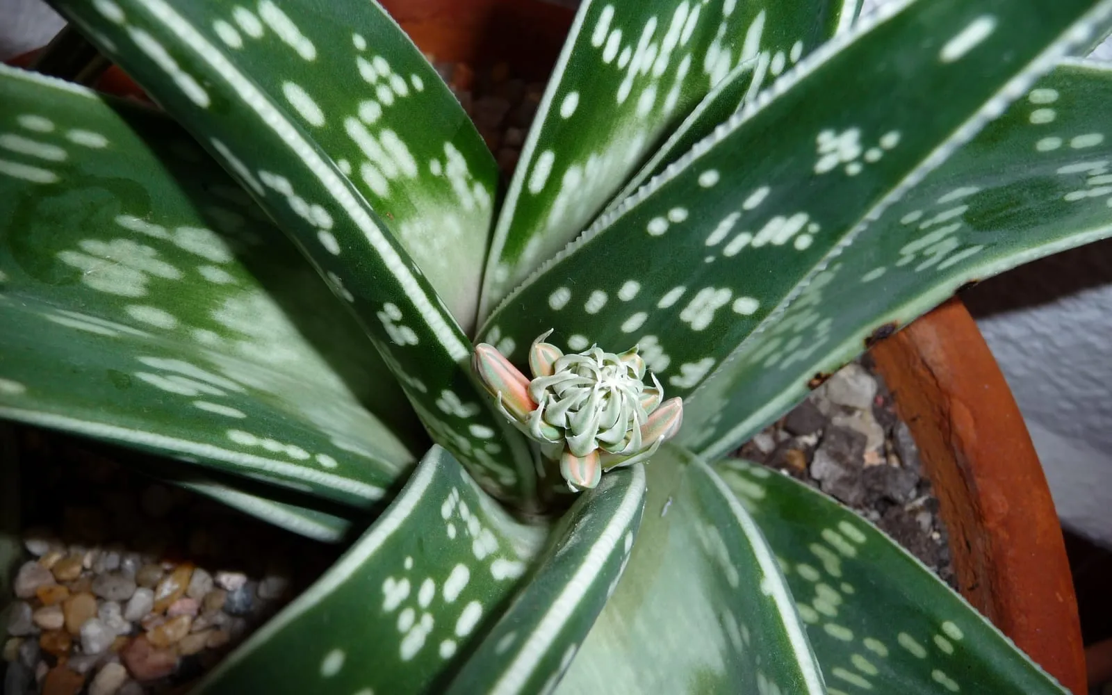 Overhead view of a tiger aloe rosette showing dark green triangular leaves in three ranks banded with white tiger-like markings, with a new flower bud emerging at the centre