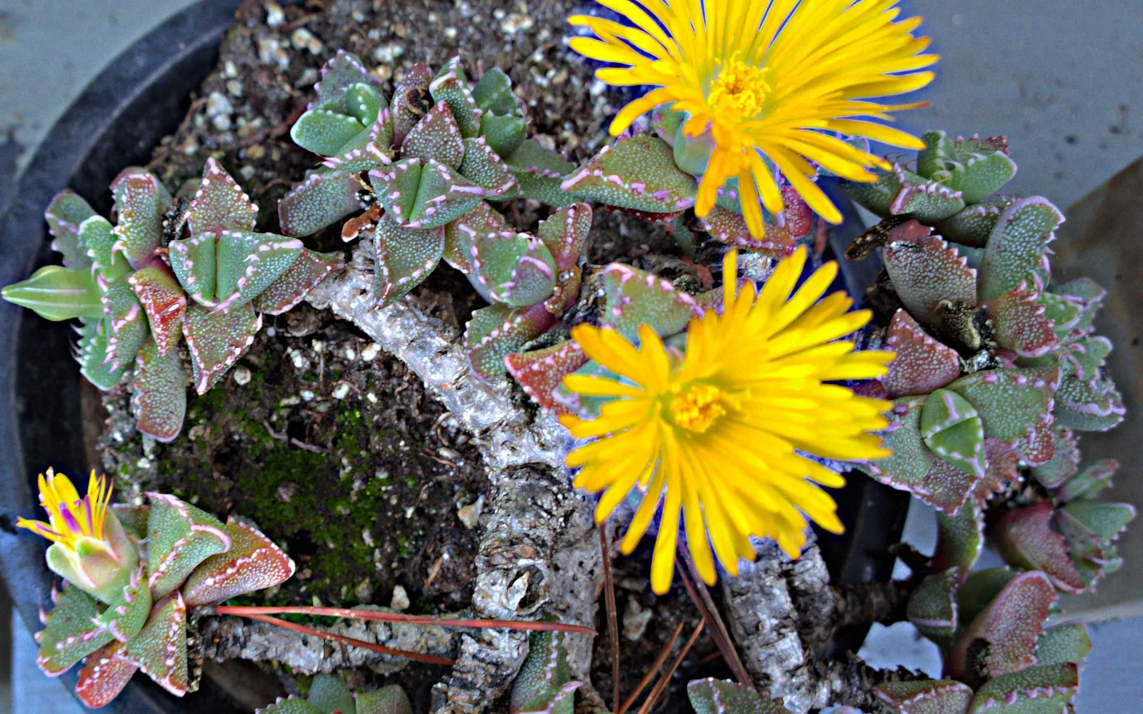 Tiger jaws showing paired toothed leaves and a large yellow daisy-like flower