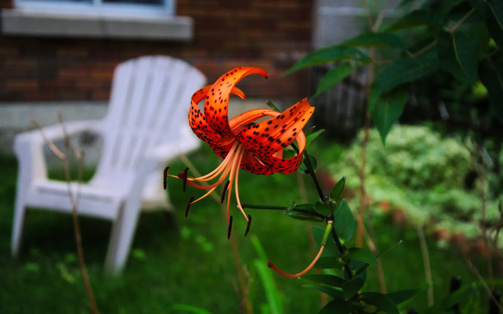 An orange tiger lily with petals curled fully back and heavy dark spotting, stamens hanging forward