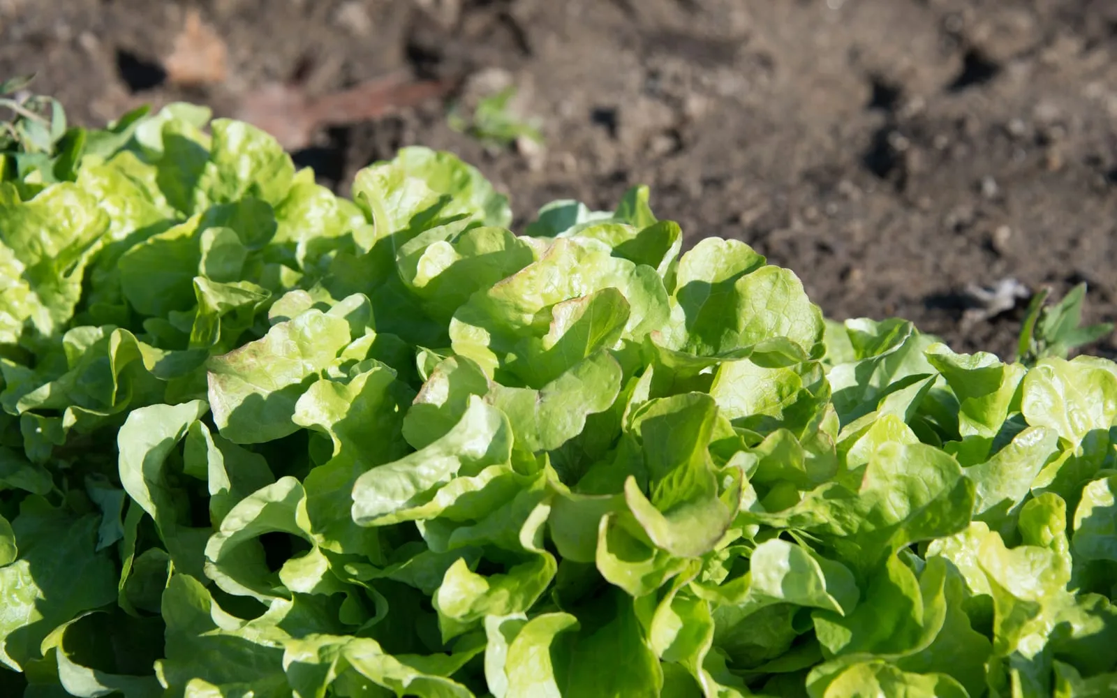 A row of green lettuce with brown papery scorching along the margins of the inner leaves, the outer leaves still sound