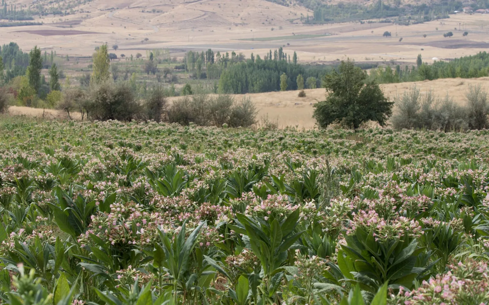 A field of tobacco in flower, the pink trumpets carried above the large leaves