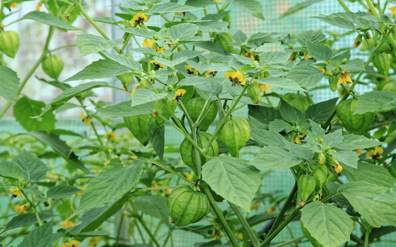 Tomatillo plants under glass carrying green papery husks and yellow flowers blotched dark at the throat