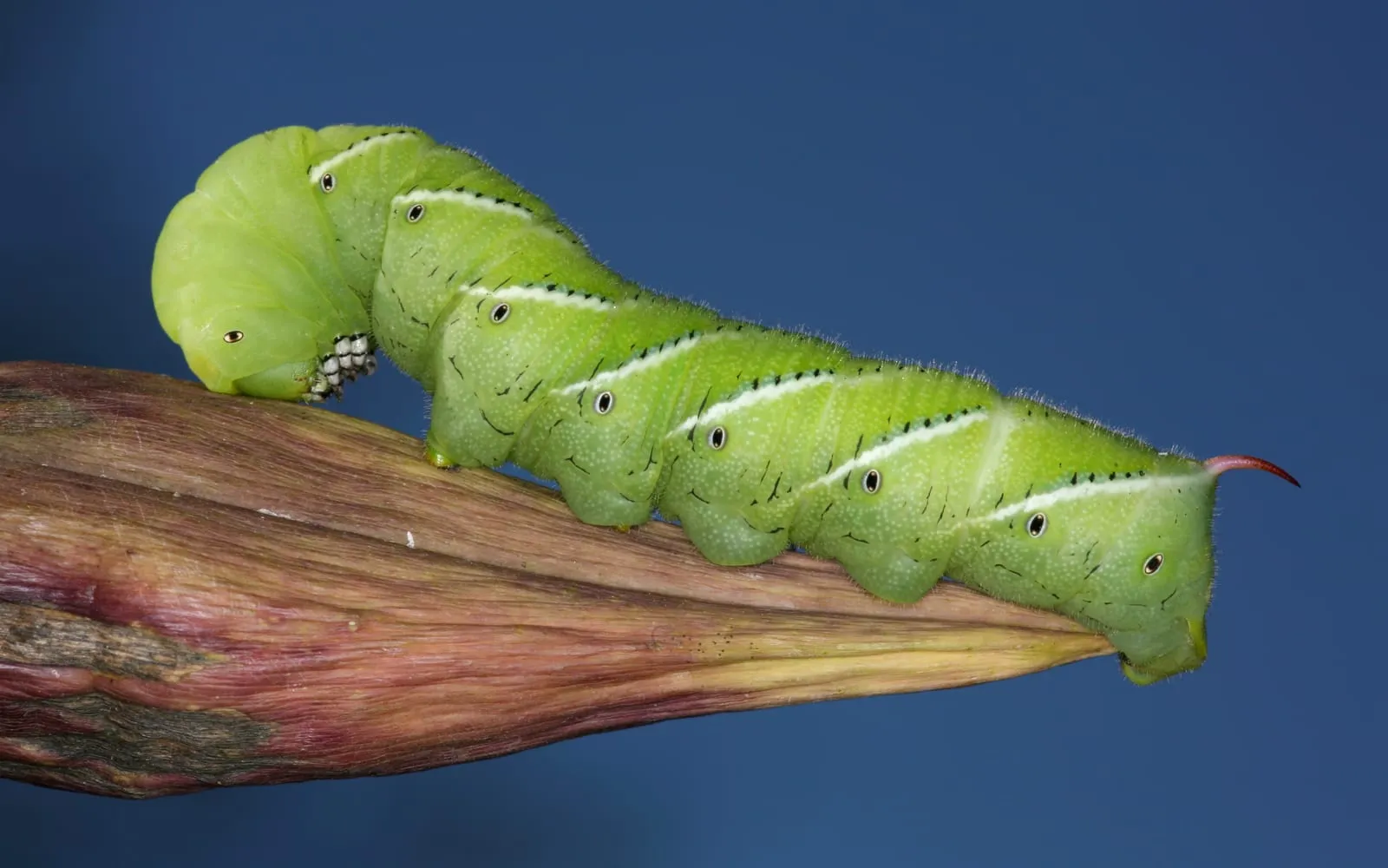 A large green caterpillar on a stem, marked with seven diagonal white stripes edged in black along each side and carrying a red spine at its tail