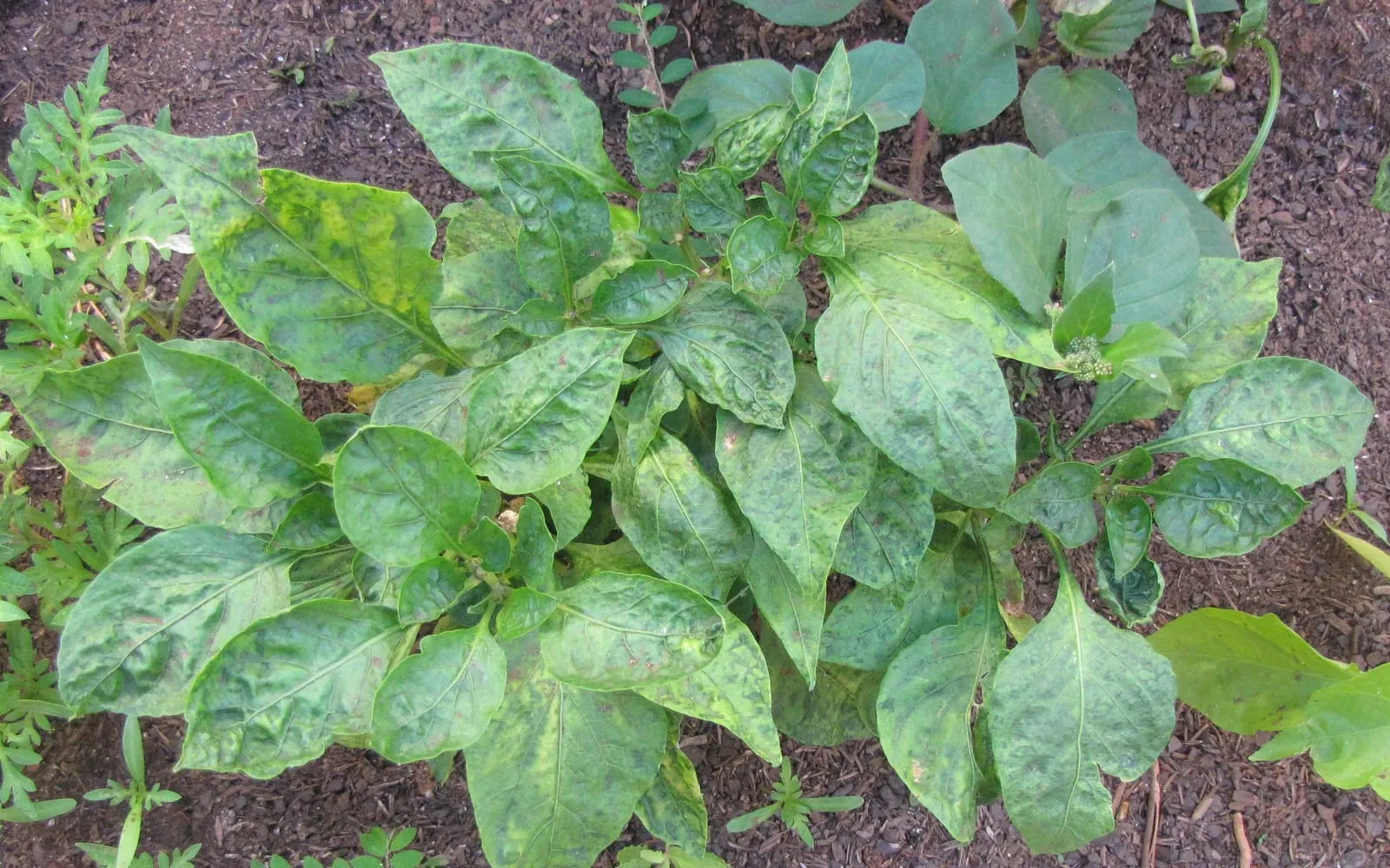 A sweet pepper plant with puckered leaves mottled in dull yellow and bronze, flecked with small dead spots