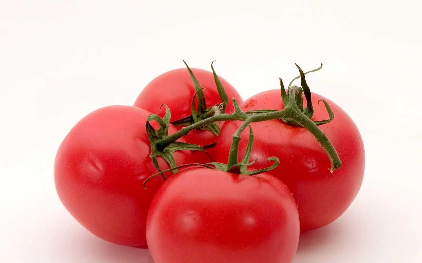 Ripe red tomatoes on the vine with green calyxes
