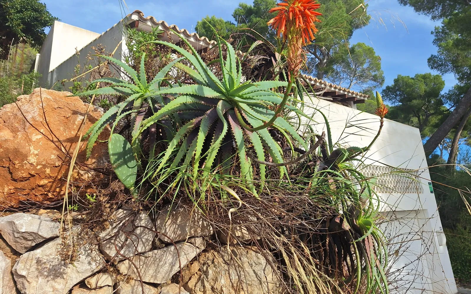 A multi-branched torch plant clump with rosettes of toothed grey-green leaves growing over a rock wall, topped by a bright red-orange flower spike