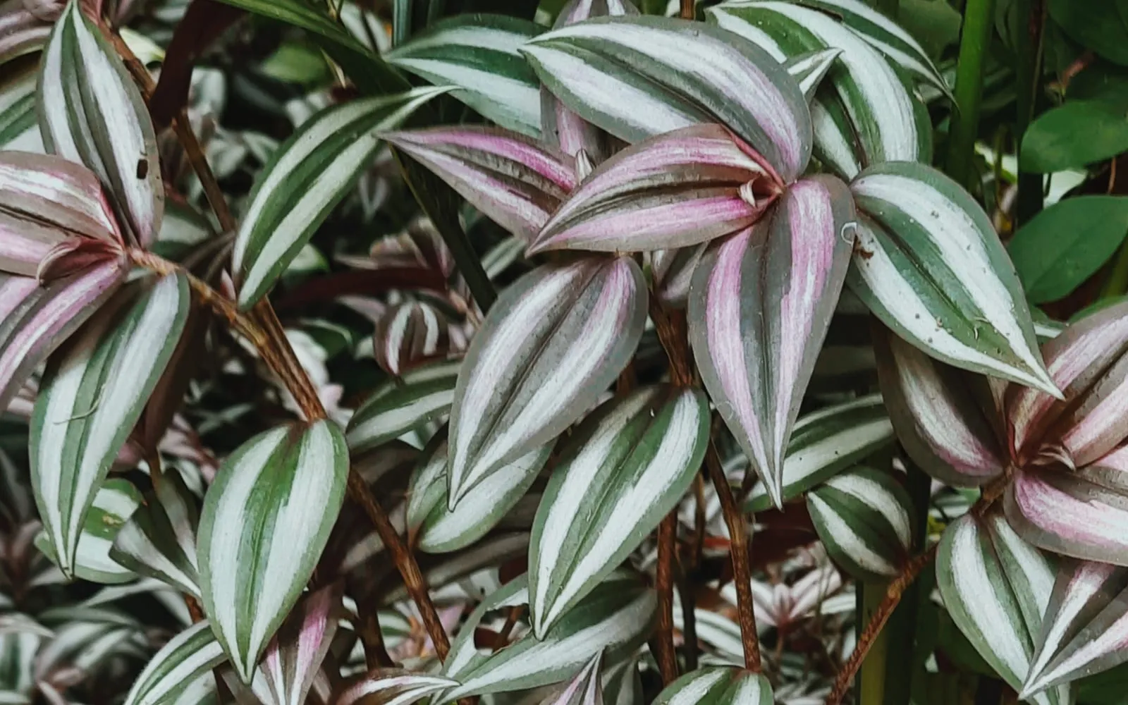 Inch plant foliage striped in silver and green with purple undersides