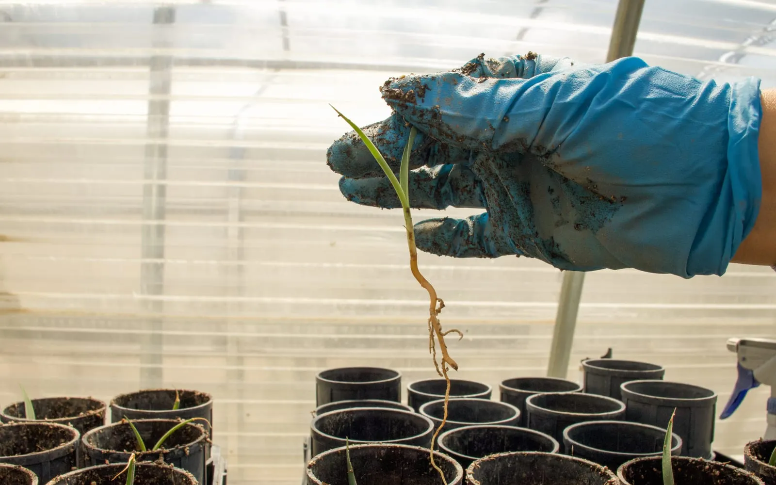 A gloved hand holding a small seedling lifted clear of its pot, dangling by a long pale root with the compost fallen away from it, above a bench of empty black tube pots
