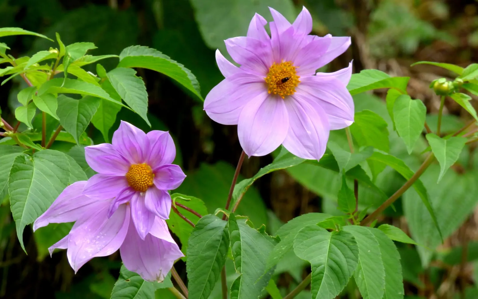 Two soft lavender-pink tree dahlia flowers with bright yellow centres, among large divided leaves