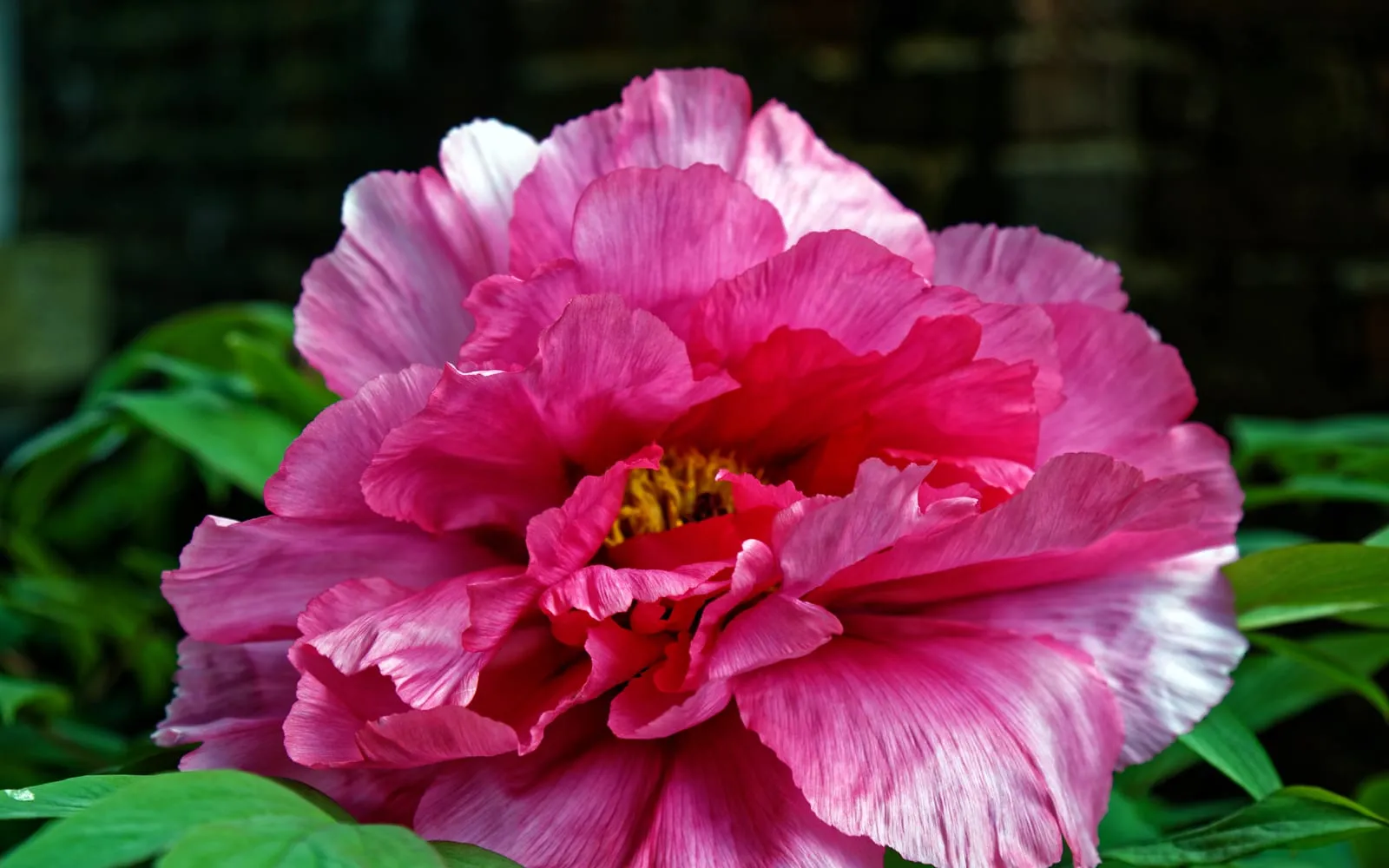 A huge, ruffled pink tree peony flower with a golden centre, in close-up
