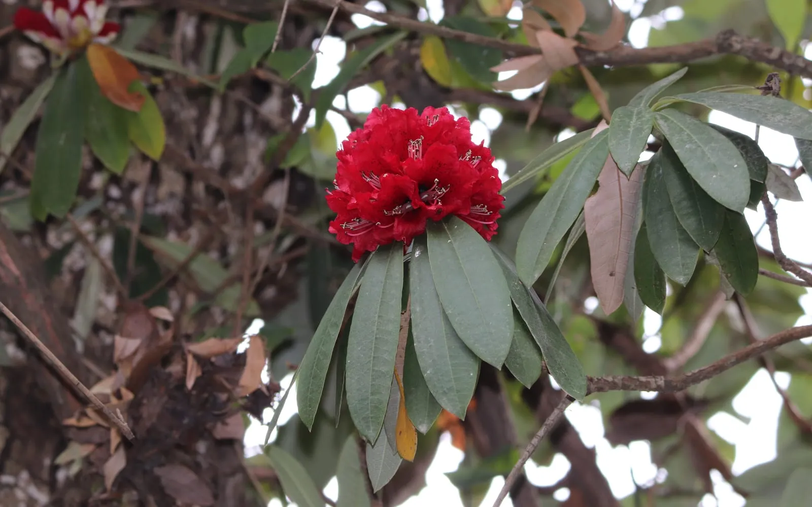 A deep red bell-shaped tree rhododendron flower truss surrounded by leathery dark green leaves, photographed in the Himalayan foothills
