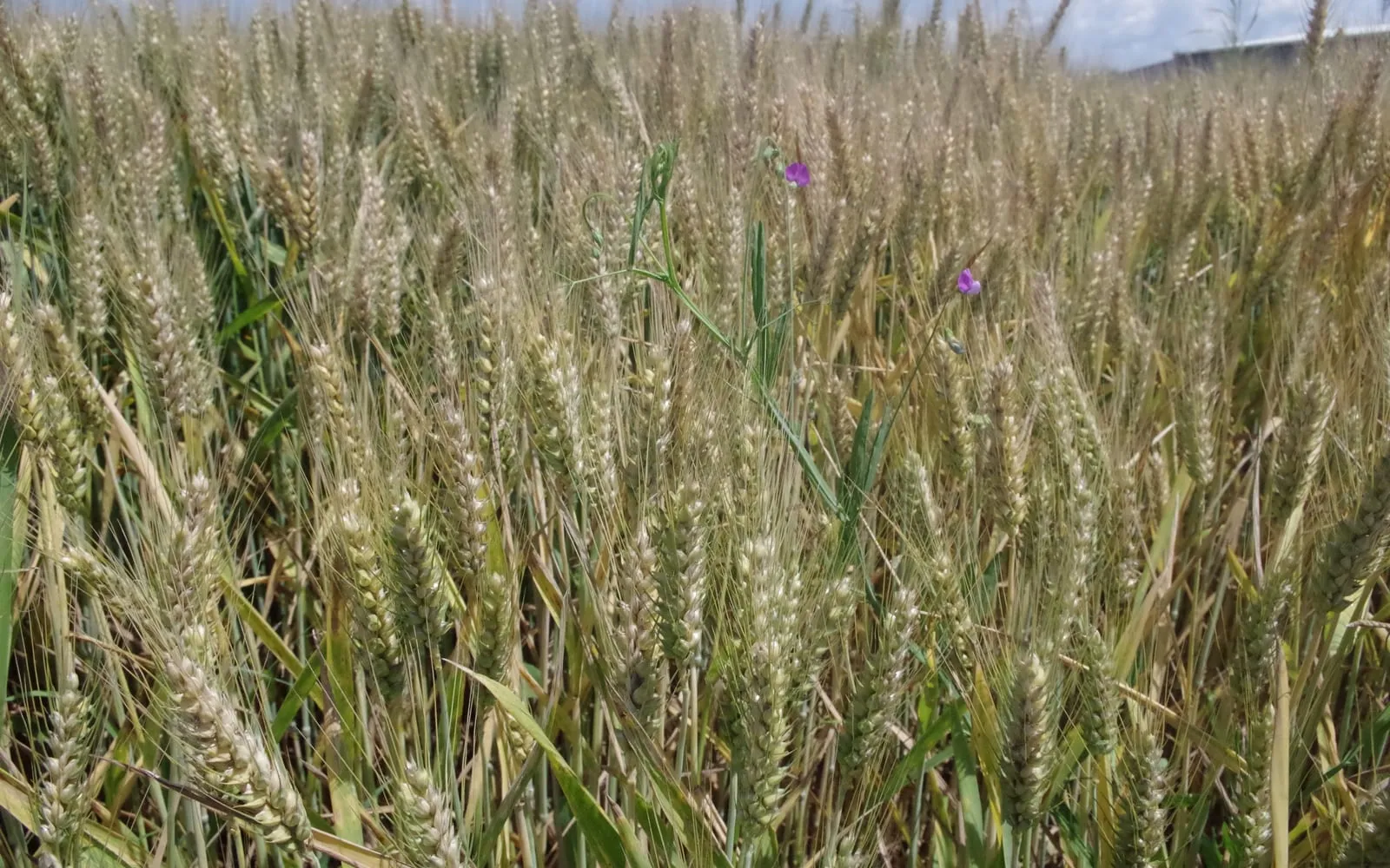A triticale crop in ear, the long awns standing above the heavy heads