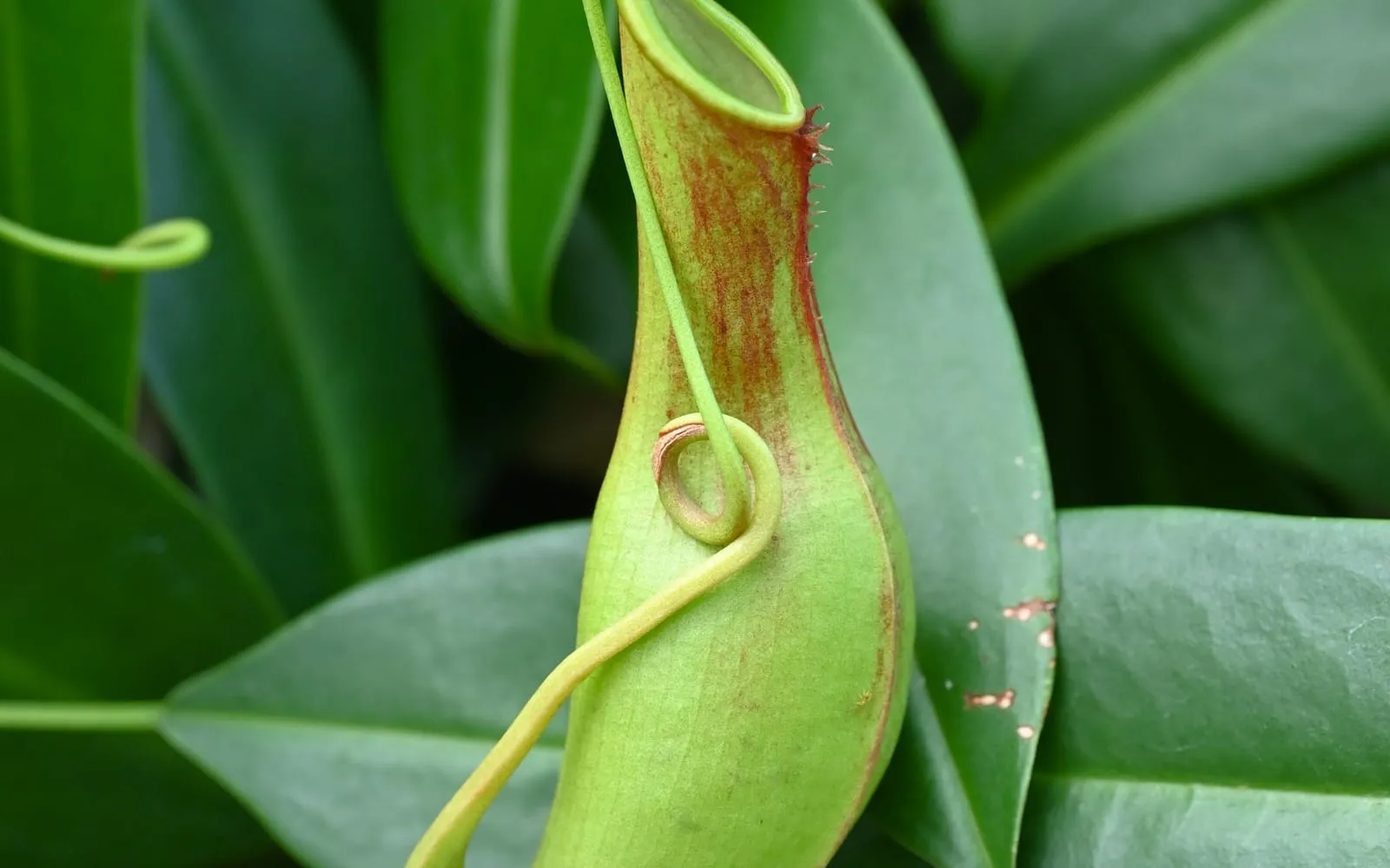 A single pale green tropical pitcher plant pitcher streaked in maroon, hanging from a leaf that tapers into the tendril supporting it