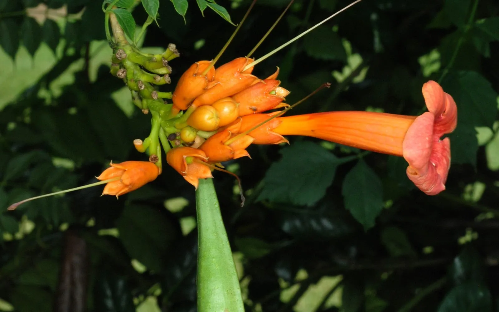 An orange-red trumpet-shaped Campsis radicans flower and developing seed pod against dark green foliage