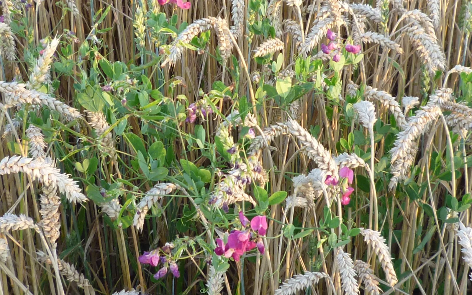Crimson-pink tuberous pea flowers scrambling through ripening wheat