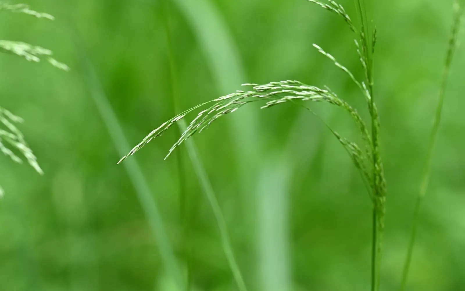 A fine, airy, arching flower panicle of tufted hair-grass with hair-thin branching stems, against a green backdrop