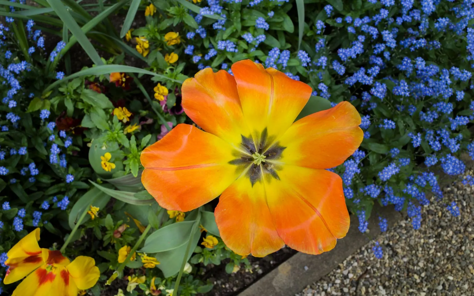 Garden tulips flowering in a public park bed in spring