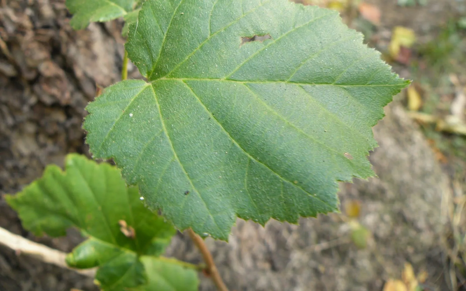 A Turkish hazel leaf against the deeply corky bark of the trunk