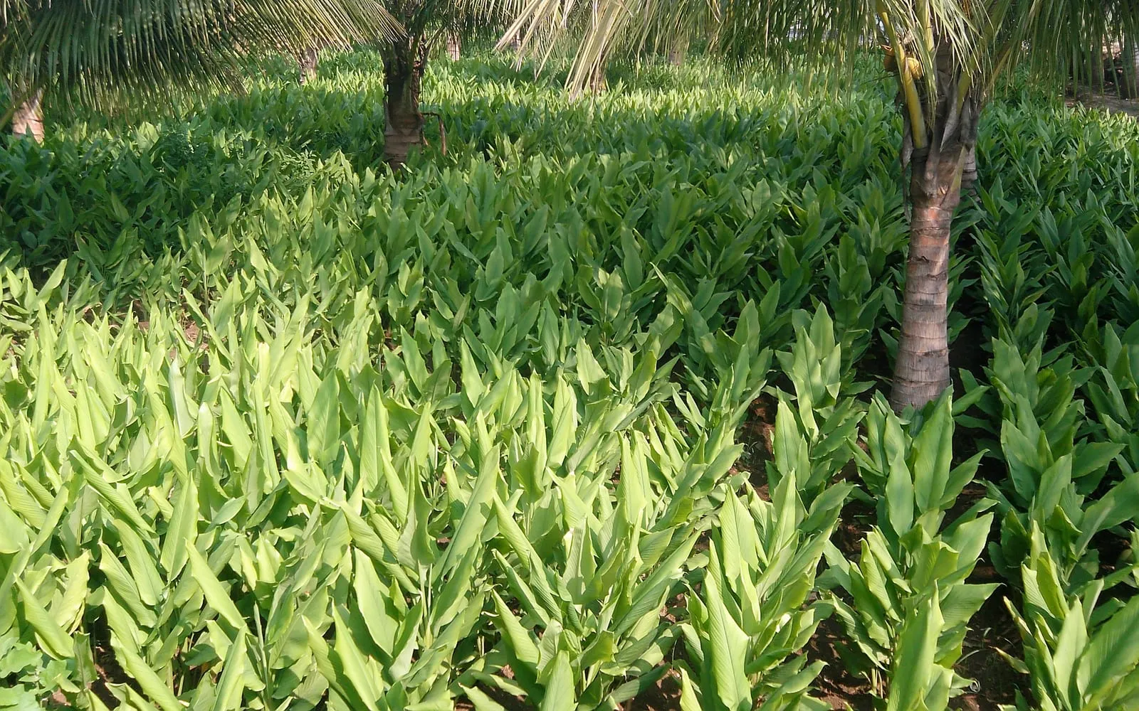 A turmeric field growing under coconut palms, with broad paddle-shaped leaves