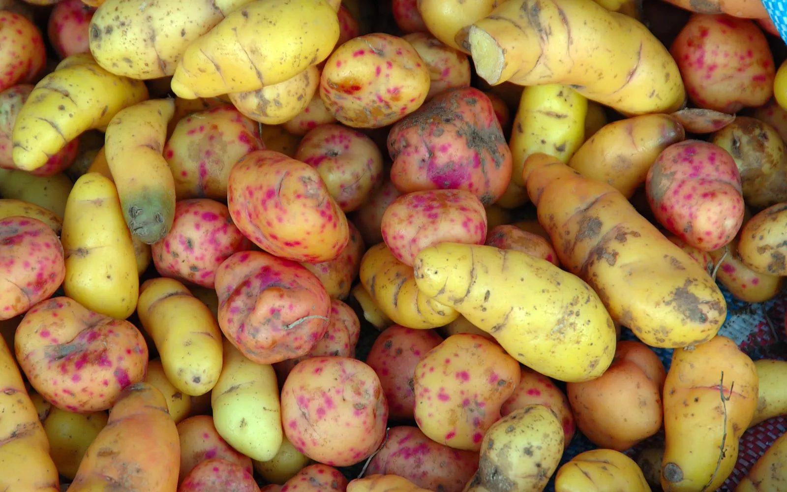 A heap of waxy ulluco tubers in yellow and pink-spotted forms