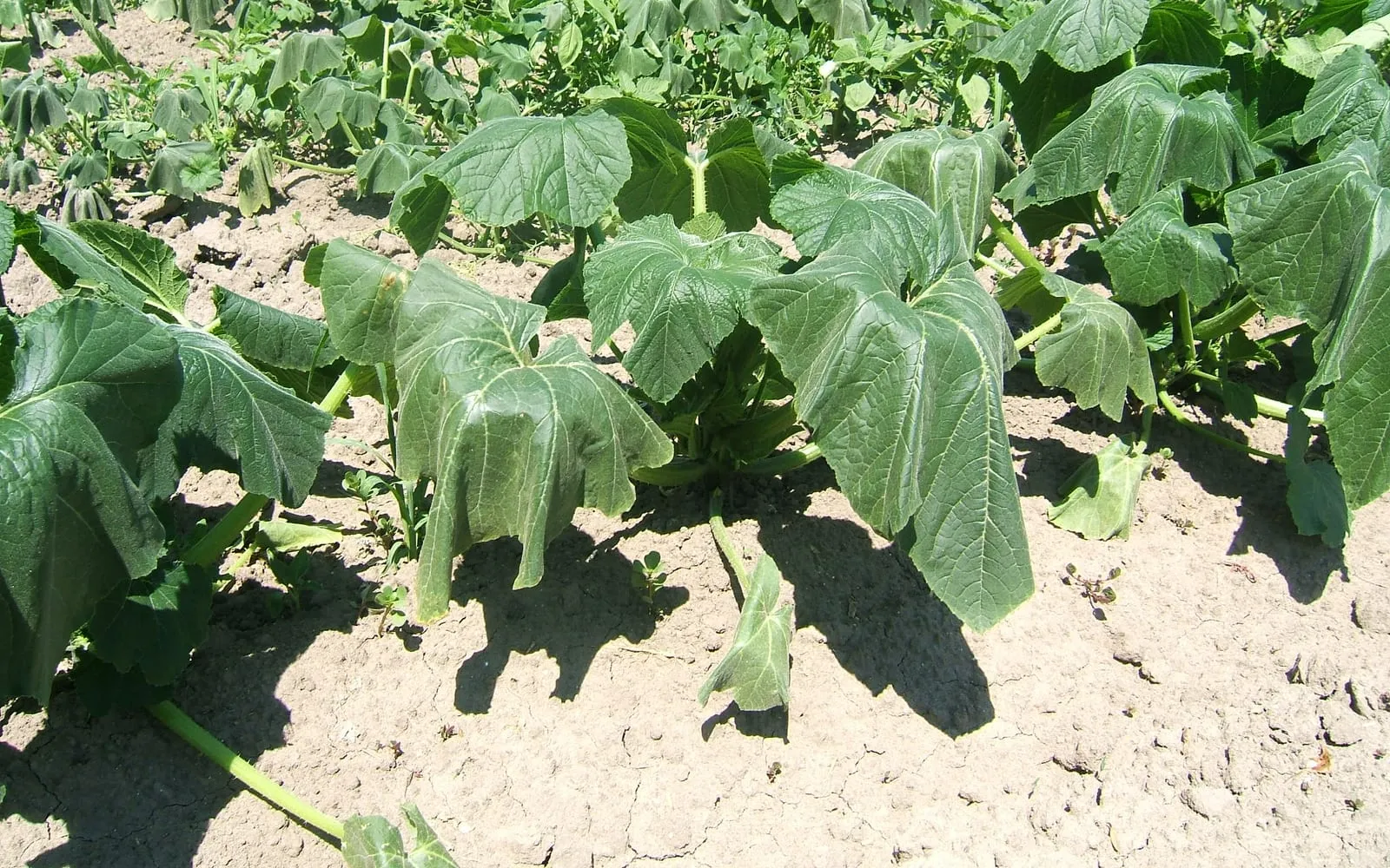 Pumpkin plants in a field with their large leaves hanging limp and folded down over the stalks, on pale dry soil cracked into plates, in strong sunlight