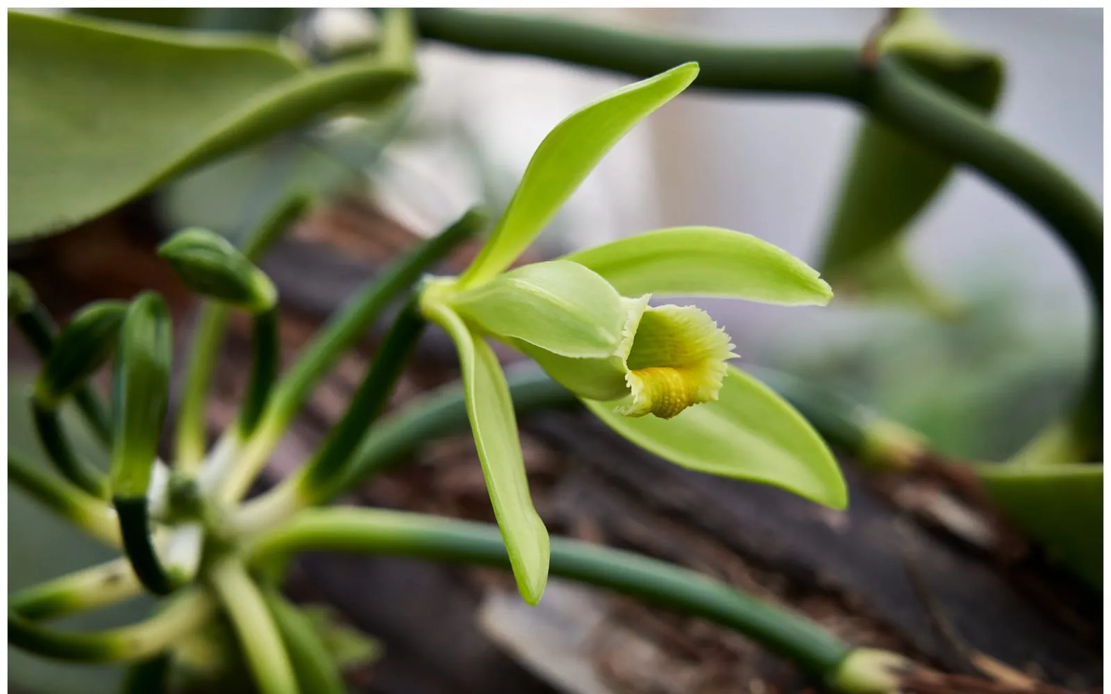 A greenish-yellow vanilla orchid flower on the thick fleshy vine