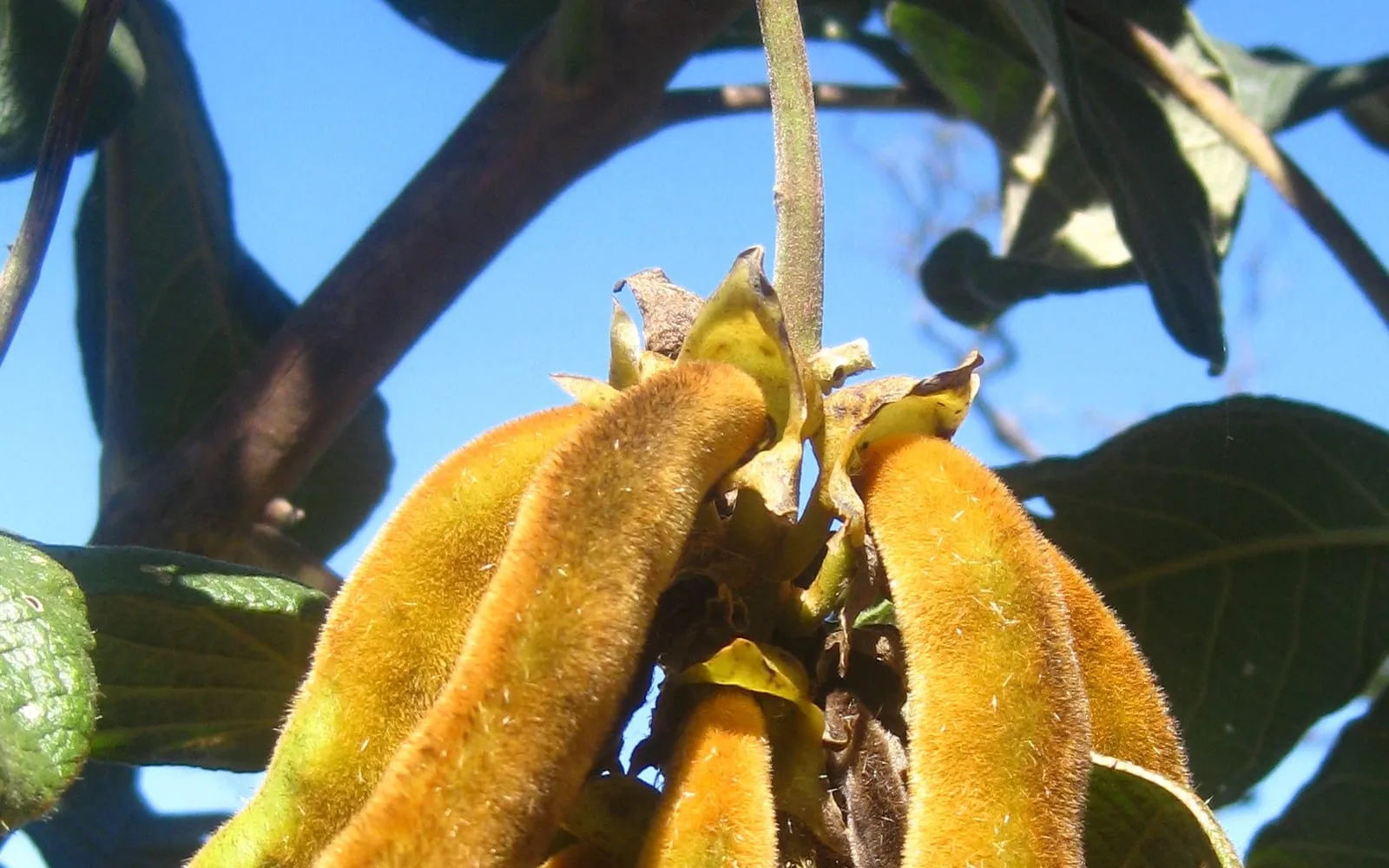 A cluster of curved velvet bean pods densely covered in fine golden-orange hairs, hanging from the vine against a blue sky