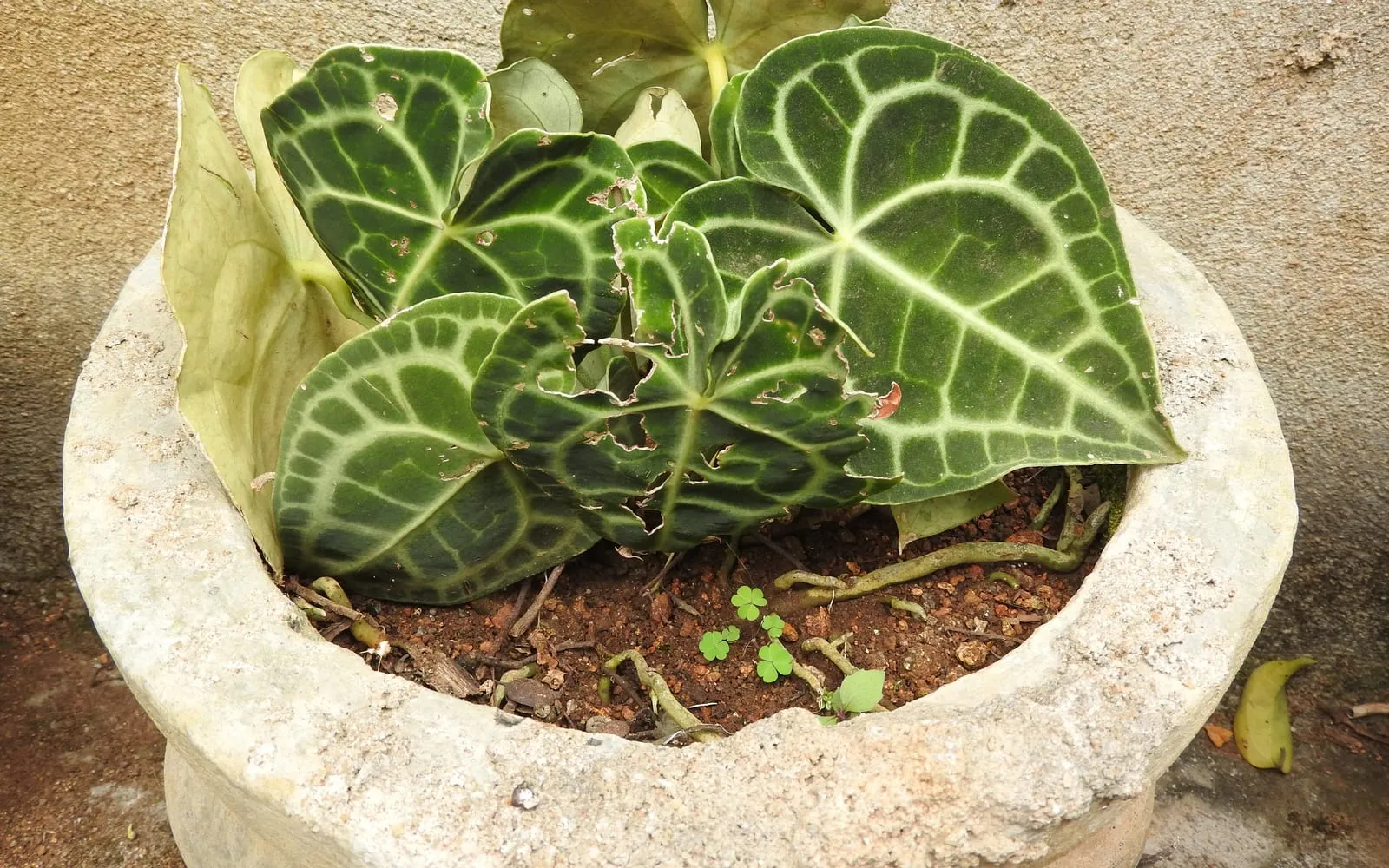 Dark green, velvety, heart-shaped Anthurium clarinervium leaves with pale ivory veins, growing in a pot