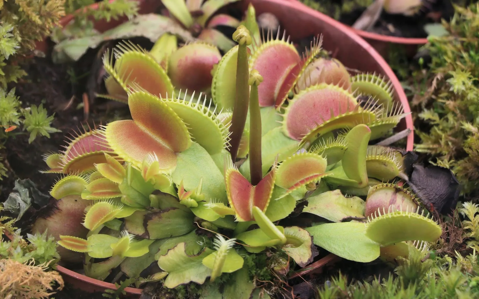 A cluster of Venus flytrap traps with red interiors and interlocking spines, growing in moss