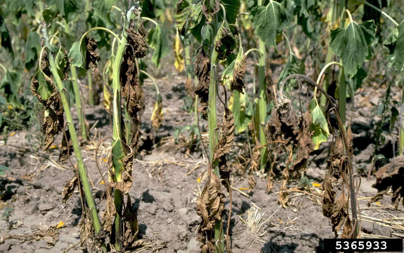 Sunflower plants in a field with their lower leaves dead and brown while the upper leaves are still green