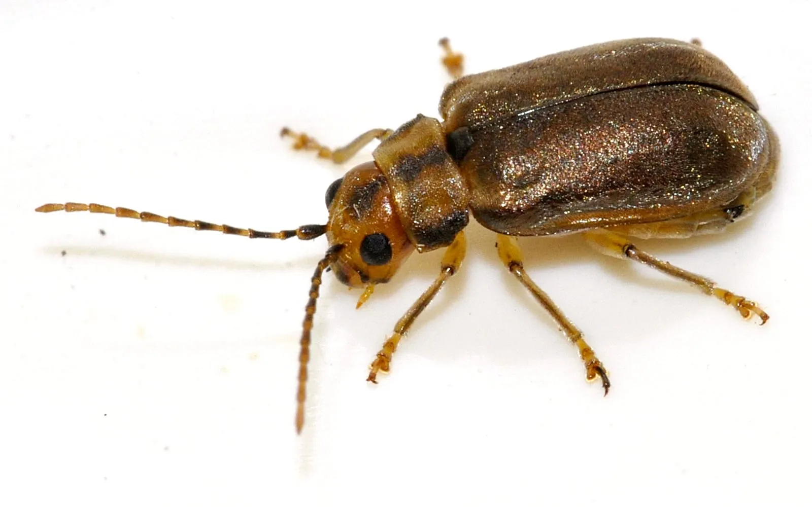 A small oval brown beetle with long antennae and yellowish legs, photographed from above against a white background