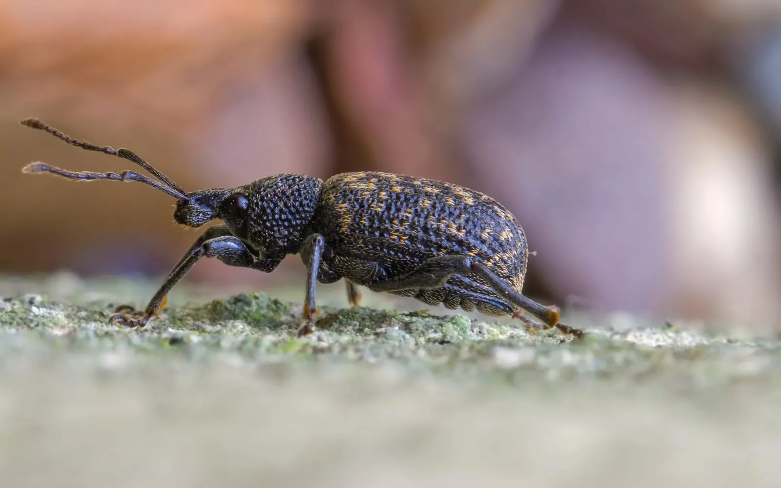 A dull black pear-shaped beetle in profile with a short broad snout, elbowed antennae and yellowish flecks across its back