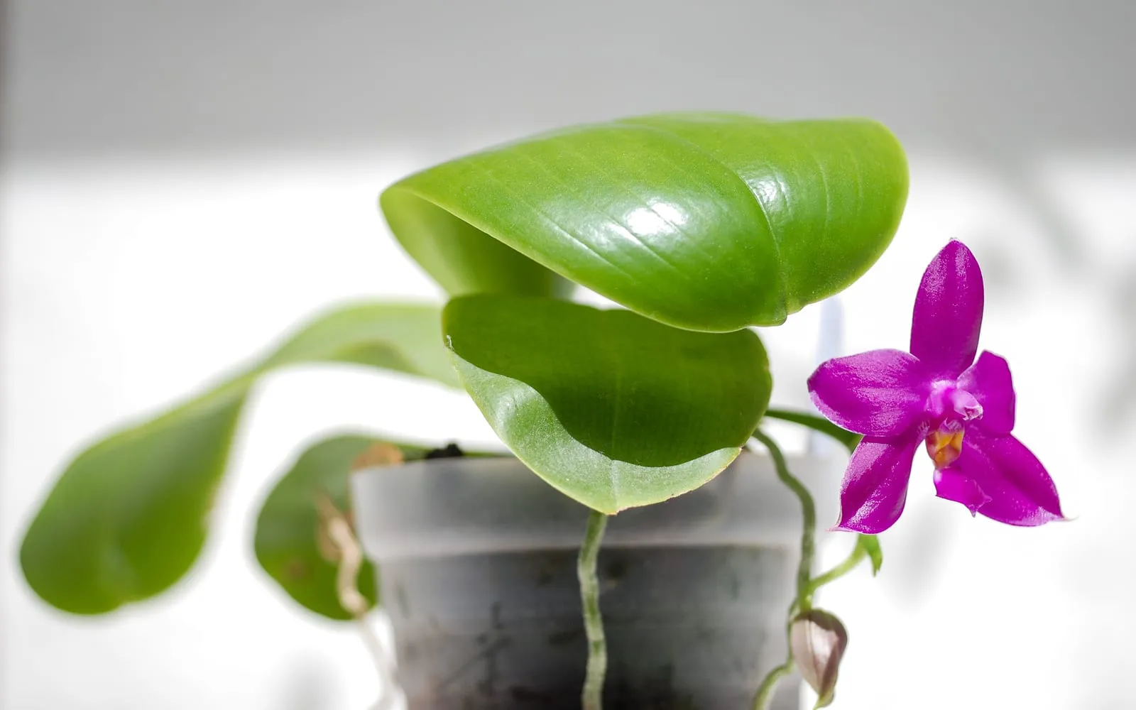 A magenta and green mottled violet orchid flower open beside glossy green leaves