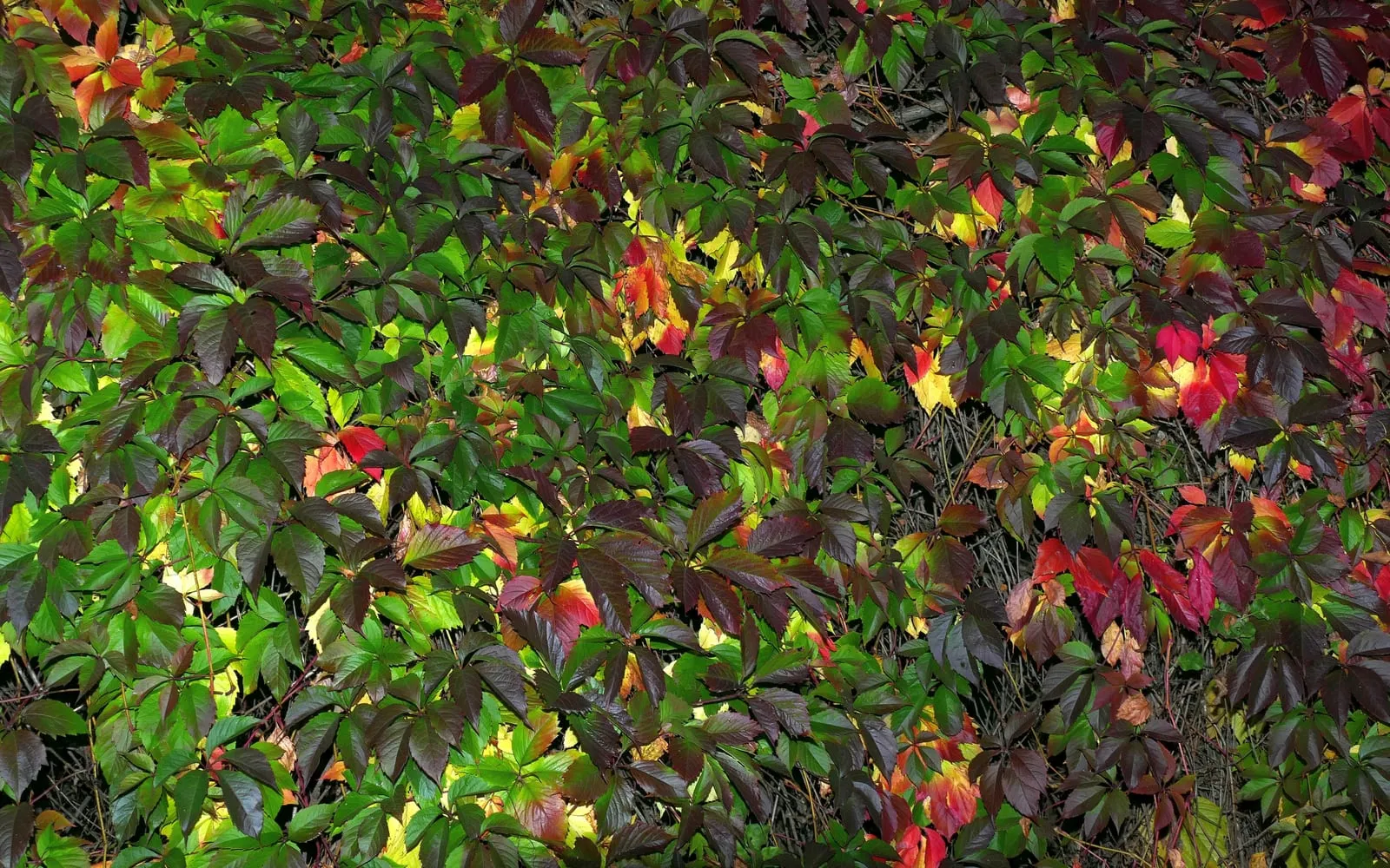 A wall covered in Virginia creeper leaves turning from green through orange to deep crimson