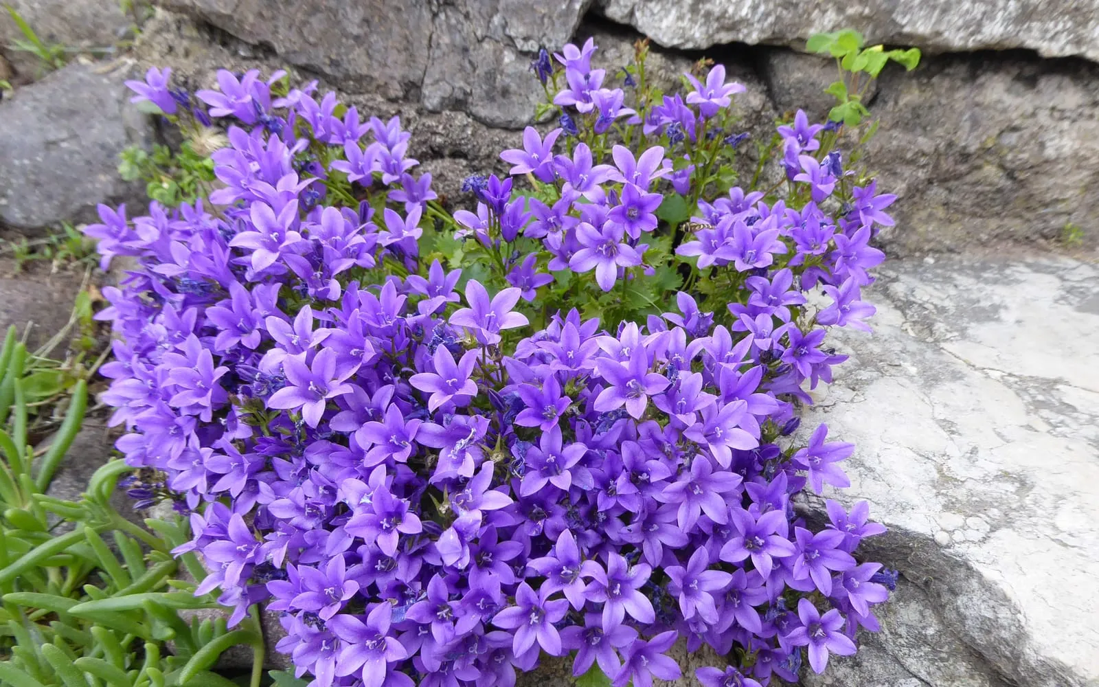 A mass of violet-blue bell-shaped wall bellflower flowers spilling out of a crack between stone blocks.