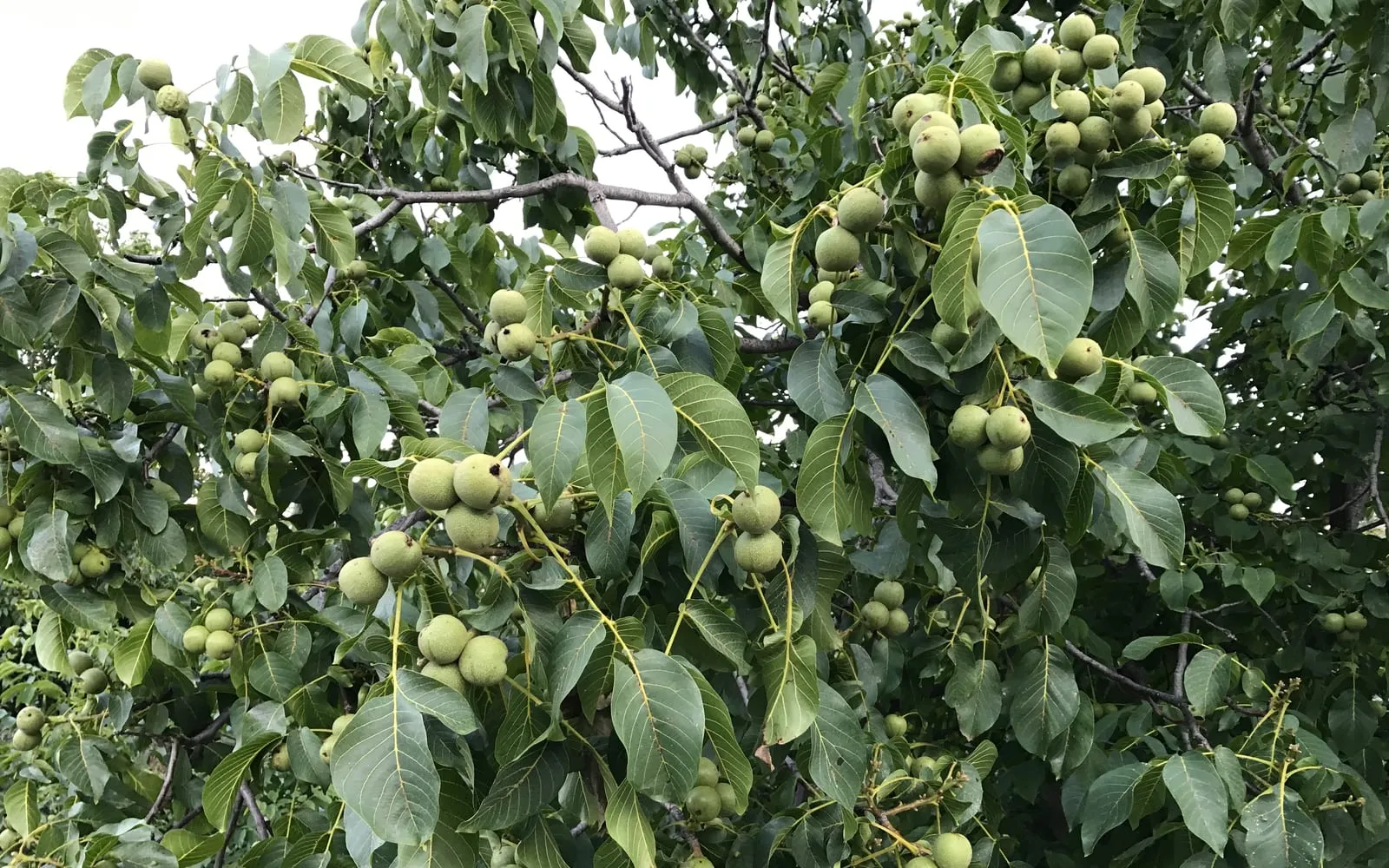 Green walnut husks hanging in clusters among the large pinnate leaves of a walnut tree