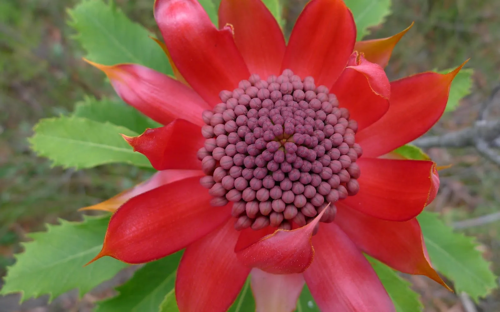 A large crimson waratah flower head seen face on, its pointed red bracts surrounding a dense dome of individual flowers, with toothed green leaves behind