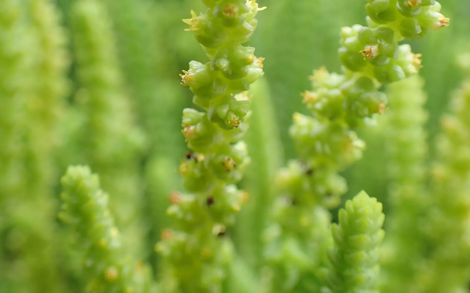 Close-up of watch chain stems showing tightly stacked, braided ranks of leaves with small greenish flowers along the tips